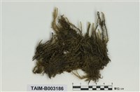 藏品(棉苔科)的圖片